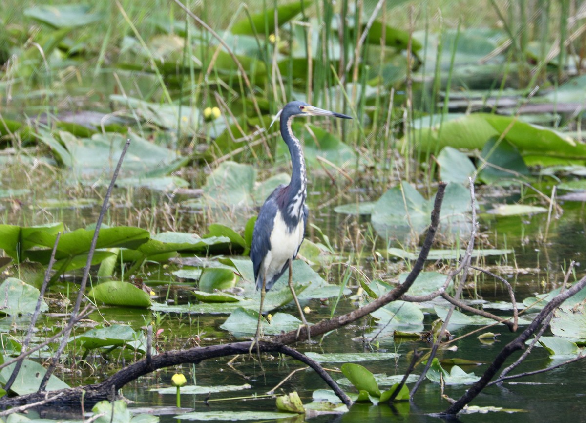 Tricolored Heron - Randy Bumbury