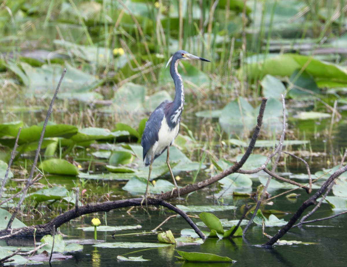 Tricolored Heron - Randy Bumbury