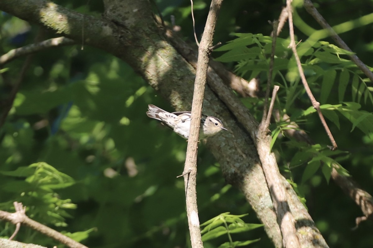 Black-and-white Warbler - ML619173350