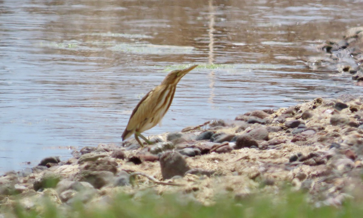 Little Bittern - ML619173352