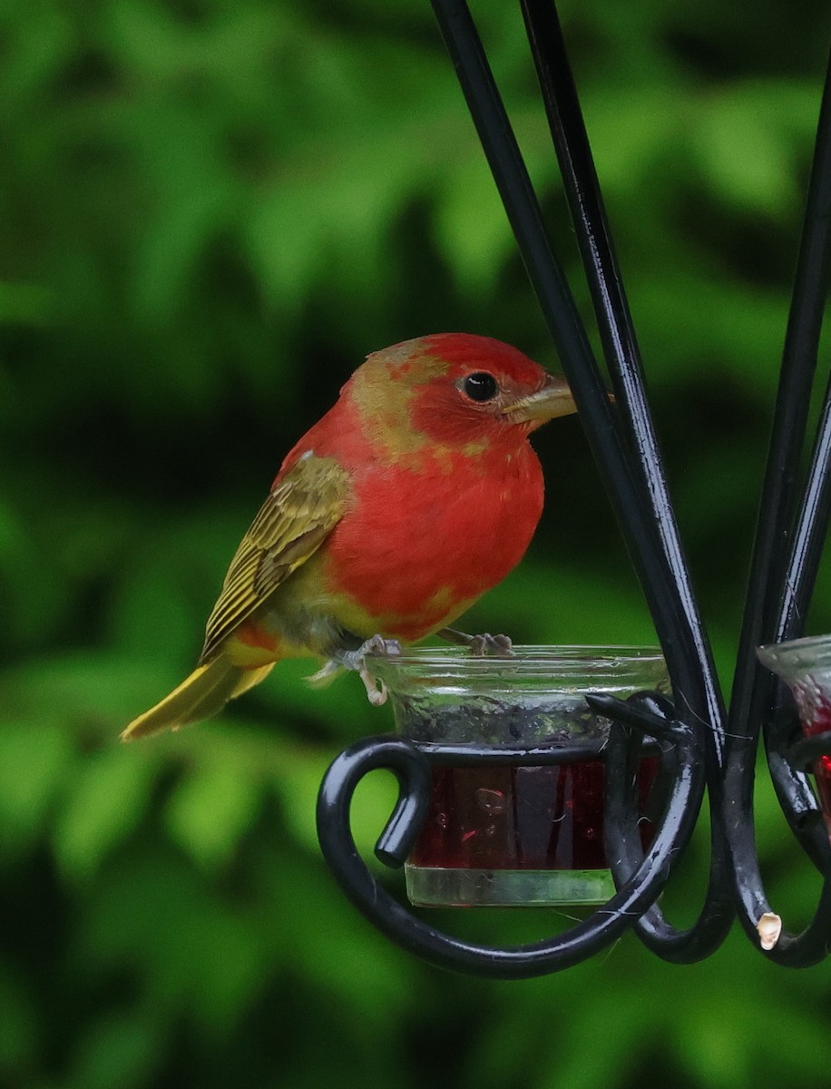 Summer Tanager - ML619173357