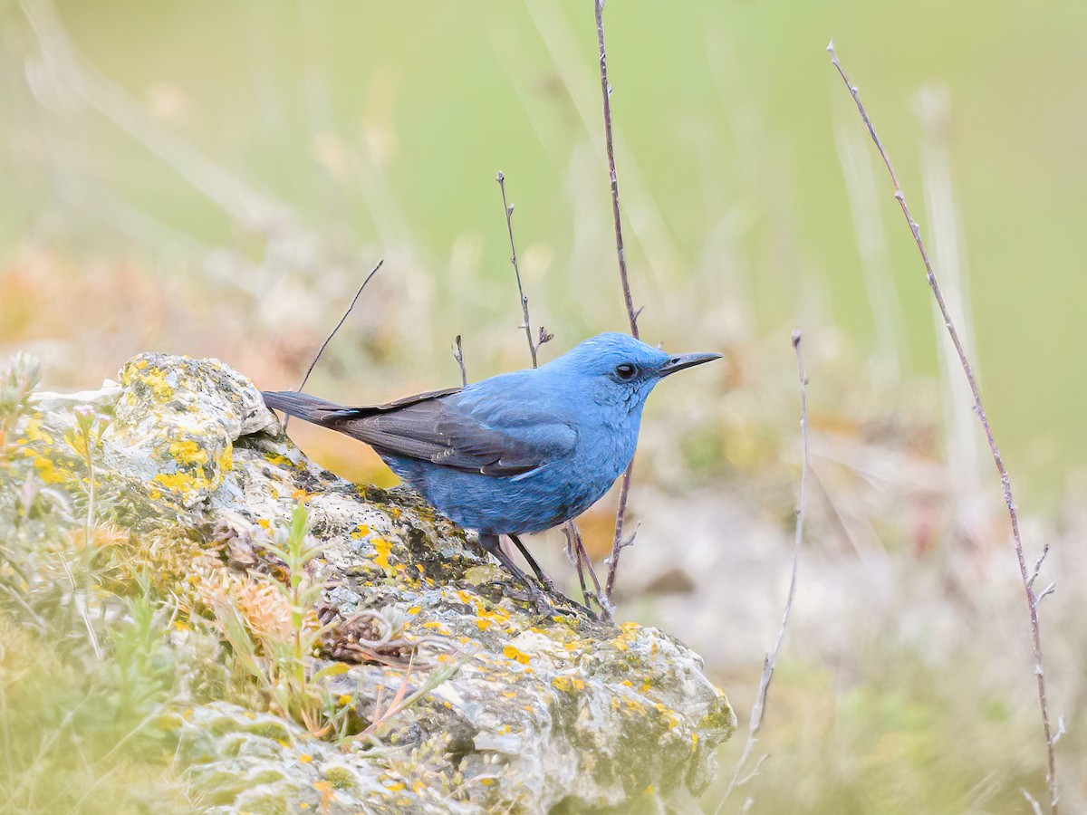 Blue Rock-Thrush - ML619173375