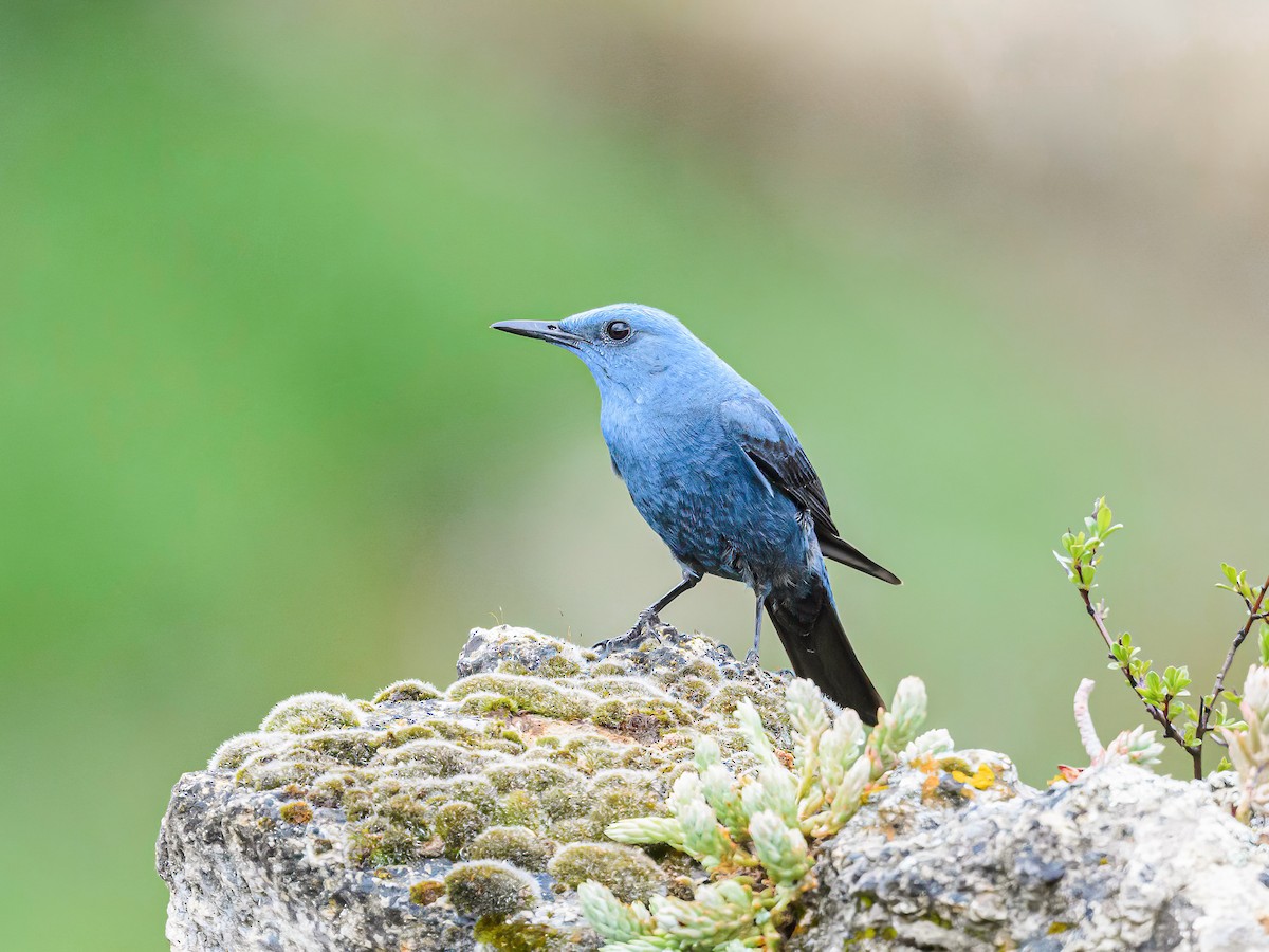 Blue Rock-Thrush - ML619173376