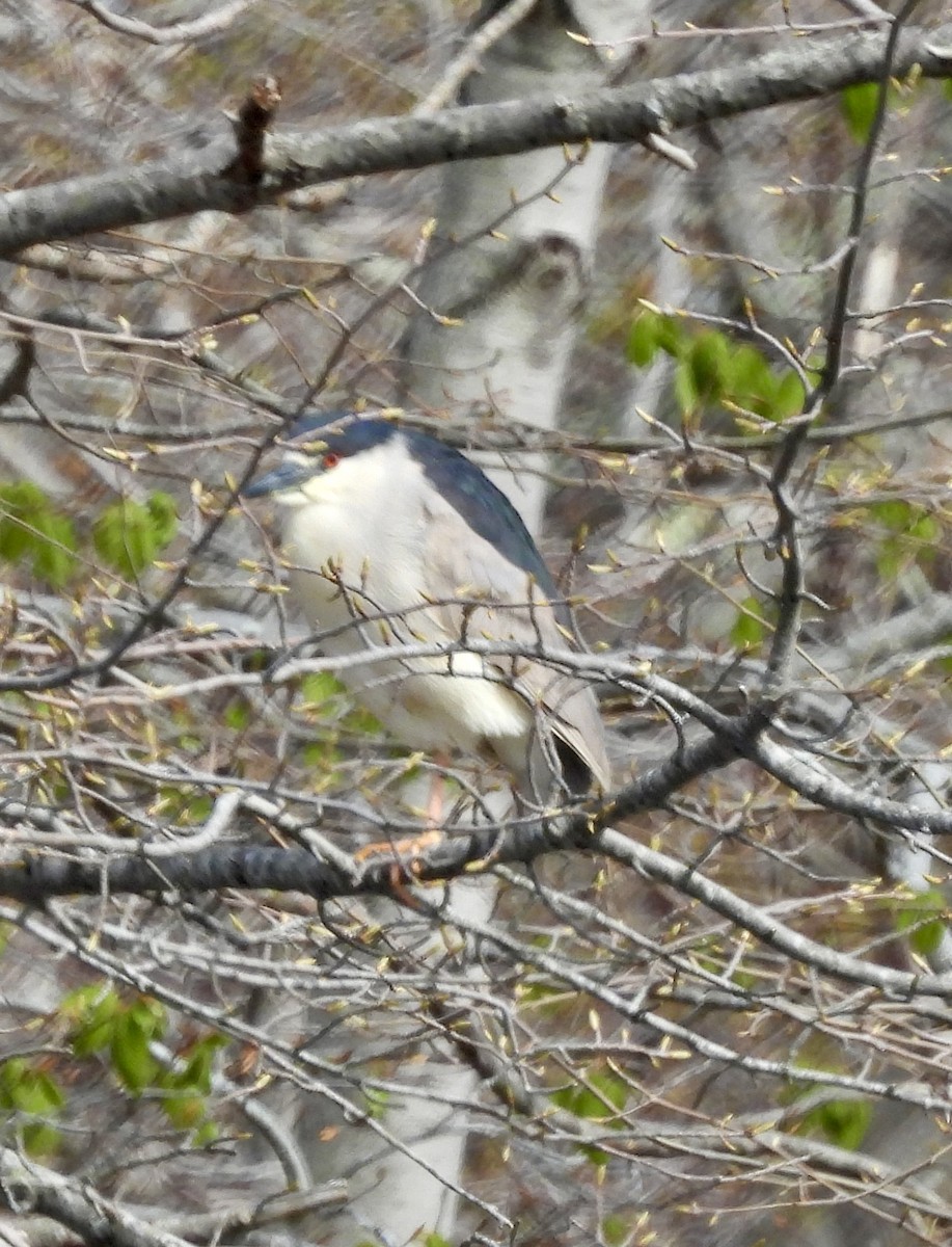 Black-crowned Night Heron - ML619173381