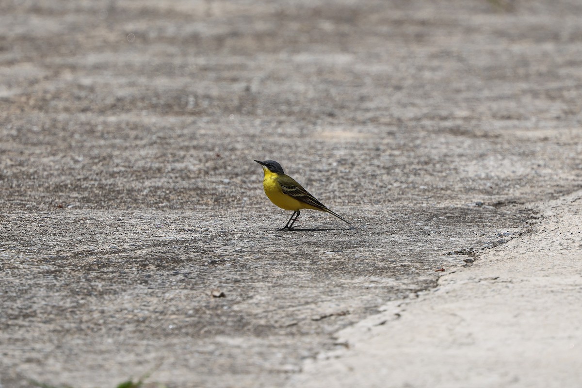 Eastern Yellow Wagtail - Shin Mun Cheol