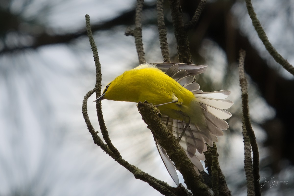 Blue-winged Warbler - Jo Gryniewicz