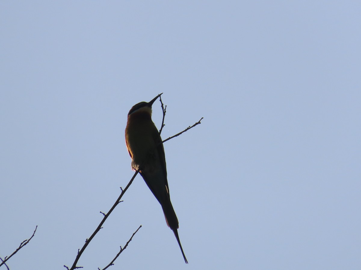 Blue-tailed Bee-eater - ML619173393