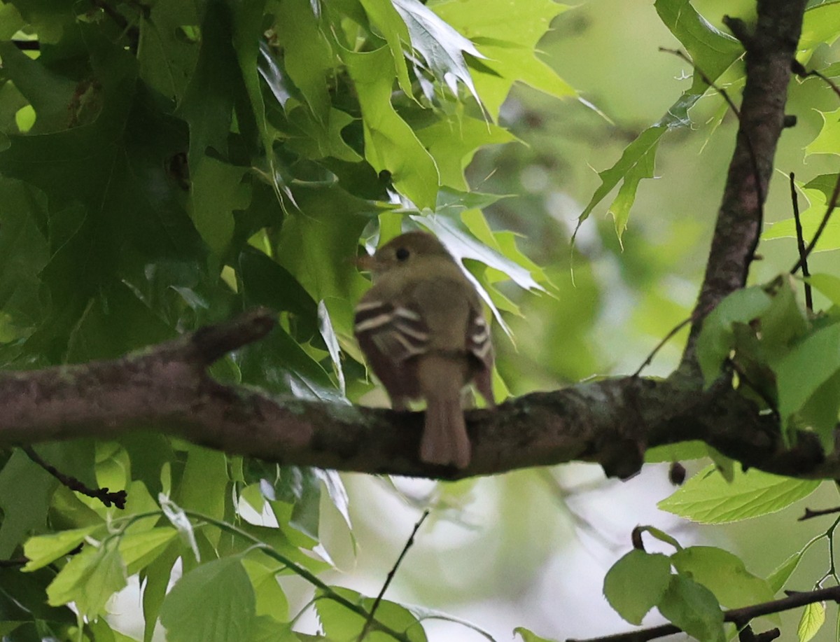 Mosquero sp. (Empidonax sp.) - ML619173408