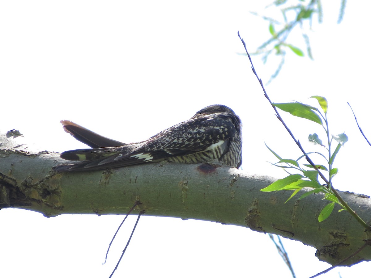 Common Nighthawk - Jacqueline Vigilanti