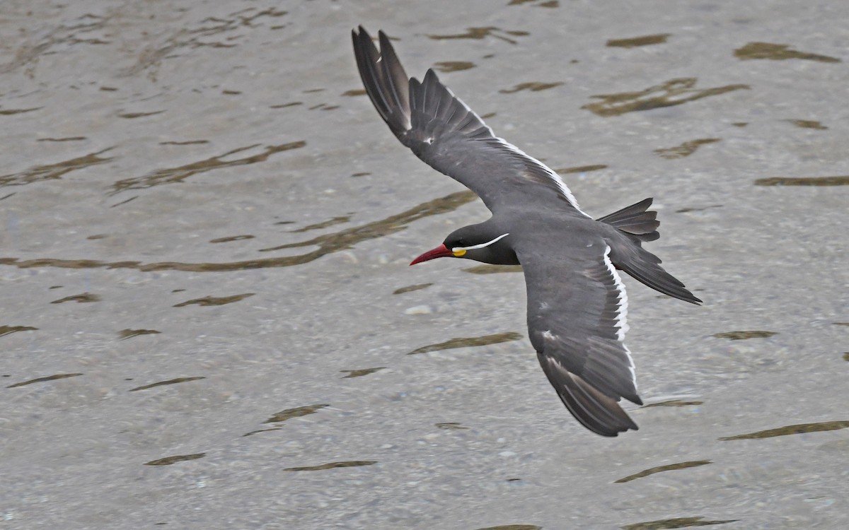 Inca Tern - ML619173415