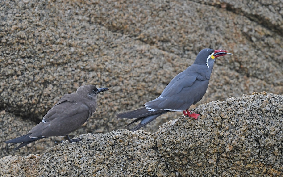 Inca Tern - ML619173419