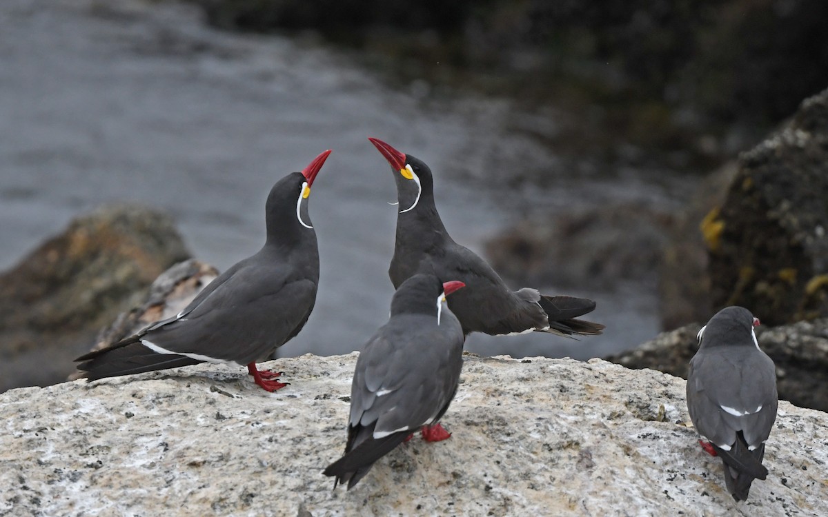 Inca Tern - ML619173420