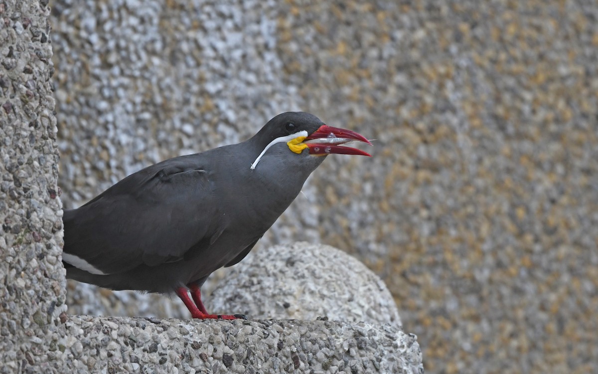 Inca Tern - ML619173423