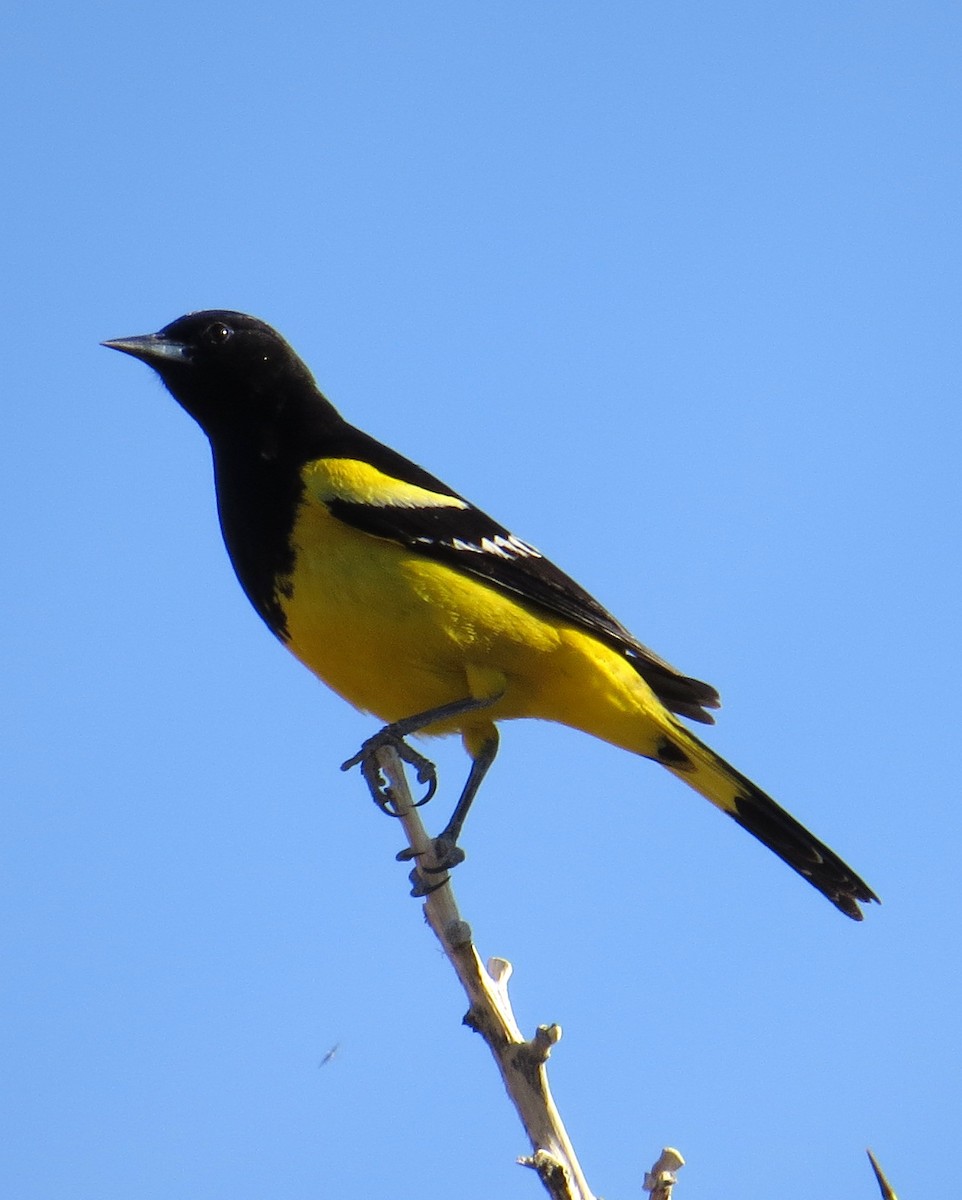 Scott's Oriole - Pam Campbell