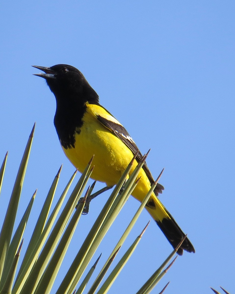 Scott's Oriole - Pam Campbell