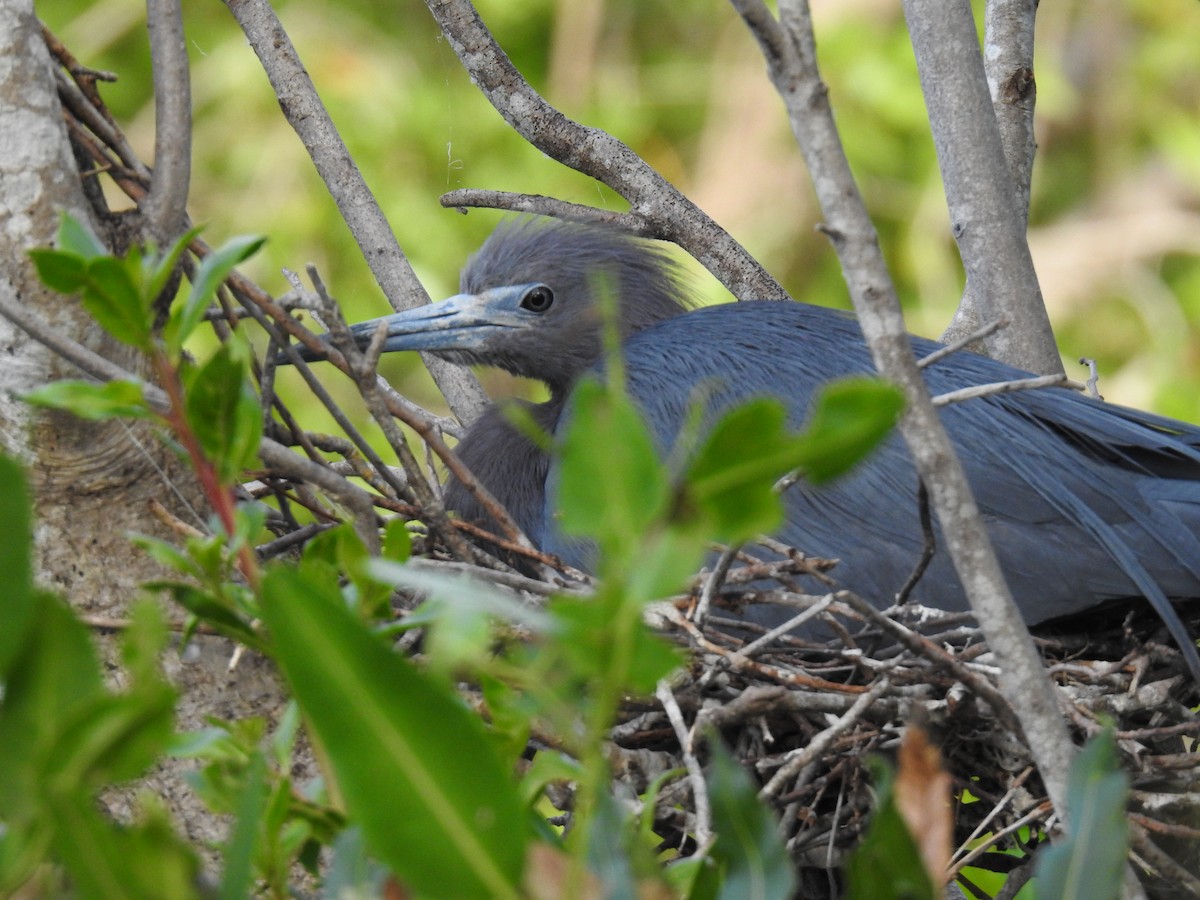 Little Blue Heron - Andrew Durso