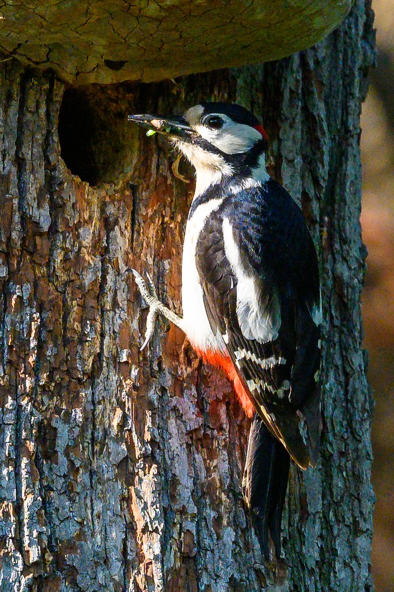 Great Spotted Woodpecker - Harald Bläsing