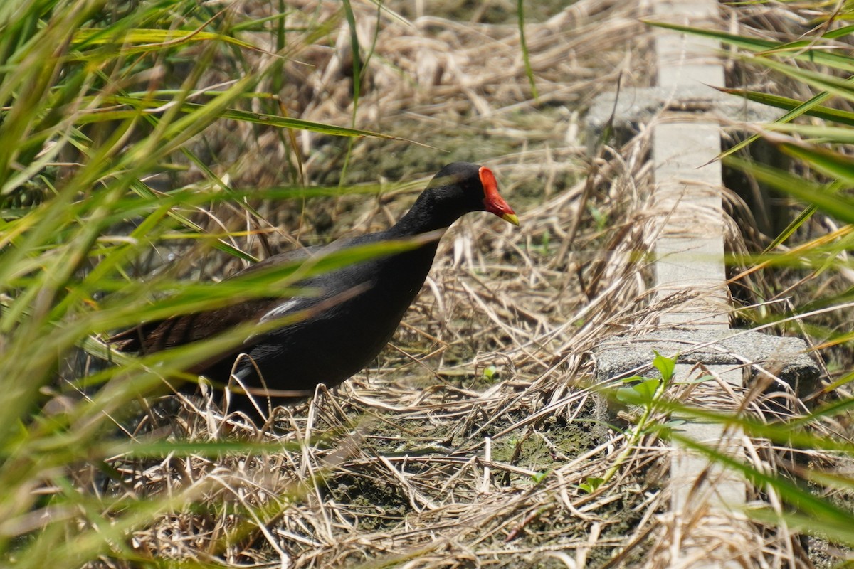 Eurasian Moorhen - 吳 致謙