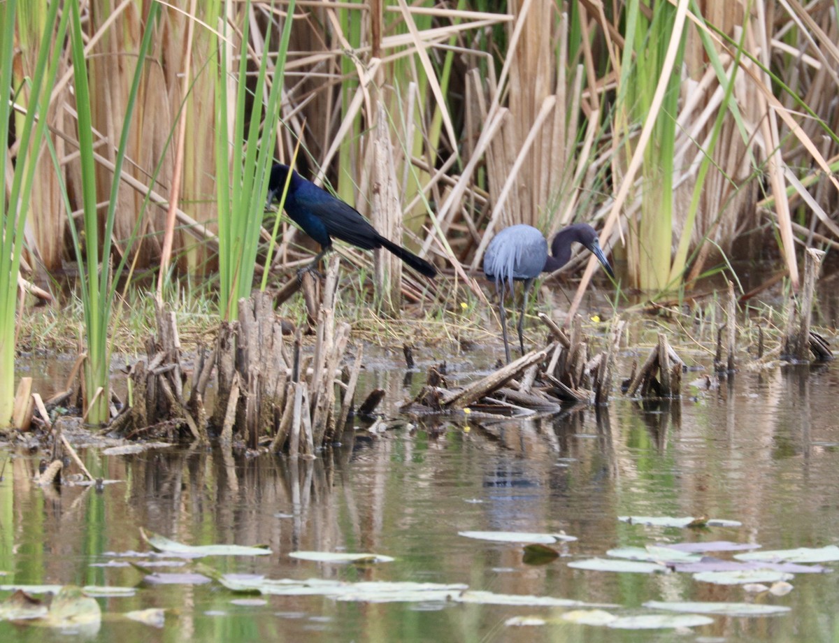 Little Blue Heron - Randy Bumbury