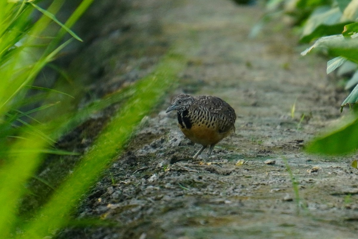 Barred Buttonquail - 吳 致謙