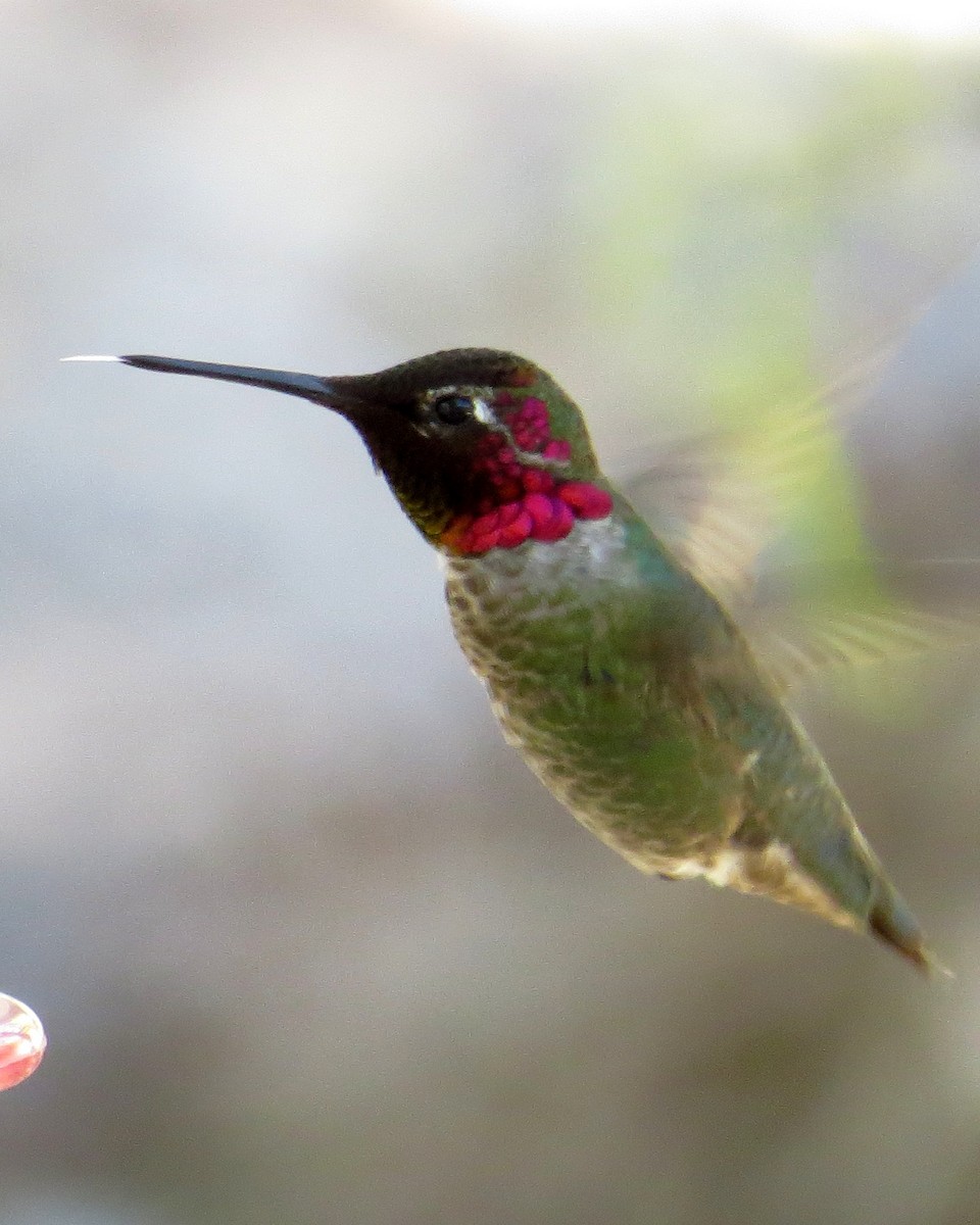 Anna's Hummingbird - Pam Campbell