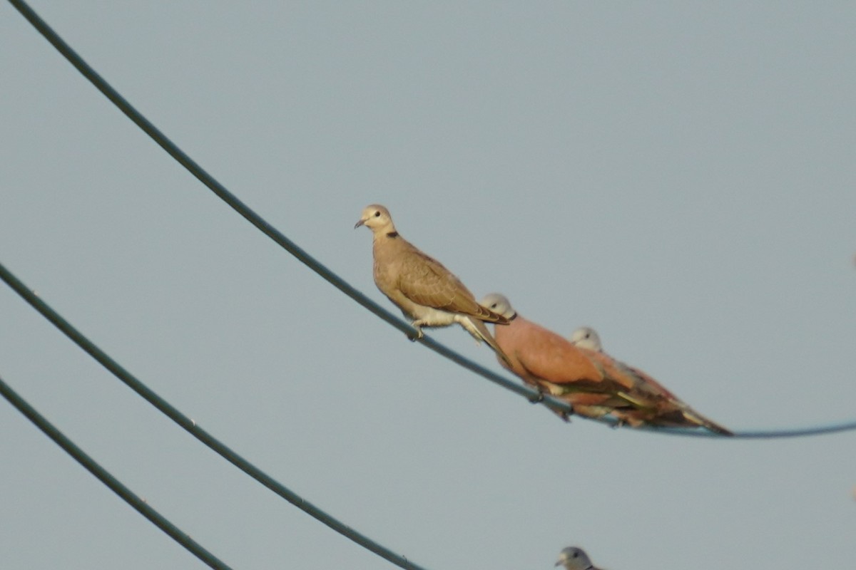 Red Collared-Dove - 吳 致謙