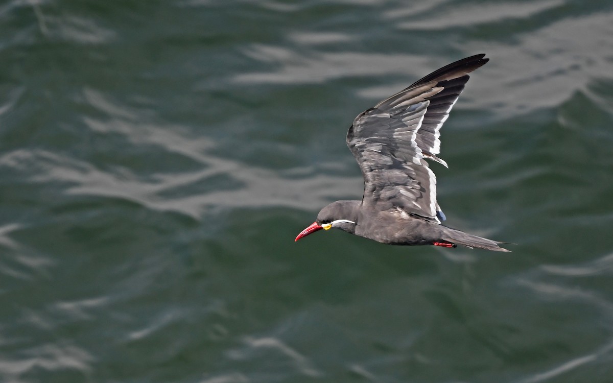 Inca Tern - Christoph Moning