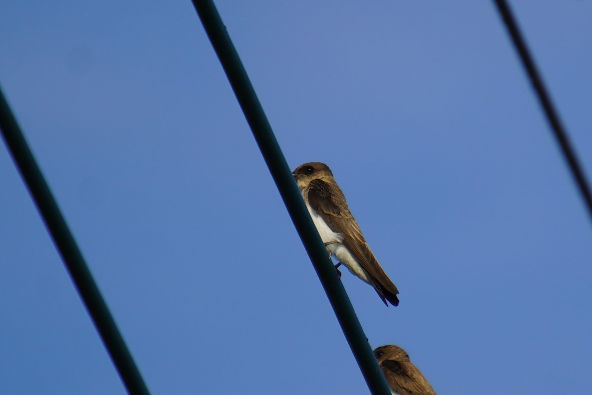 Gray-throated Martin - 吳 致謙