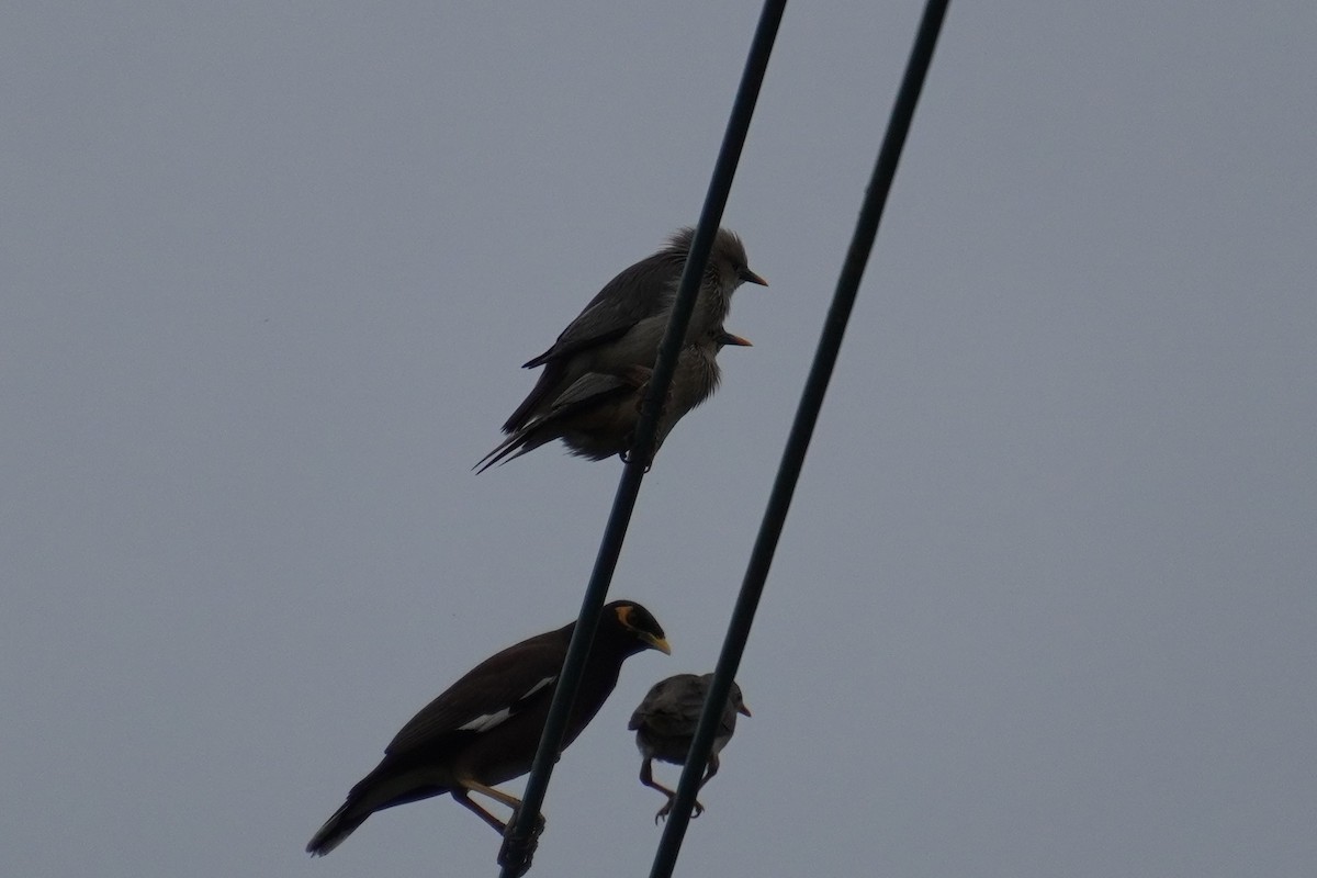 Chestnut-tailed Starling - 吳 致謙