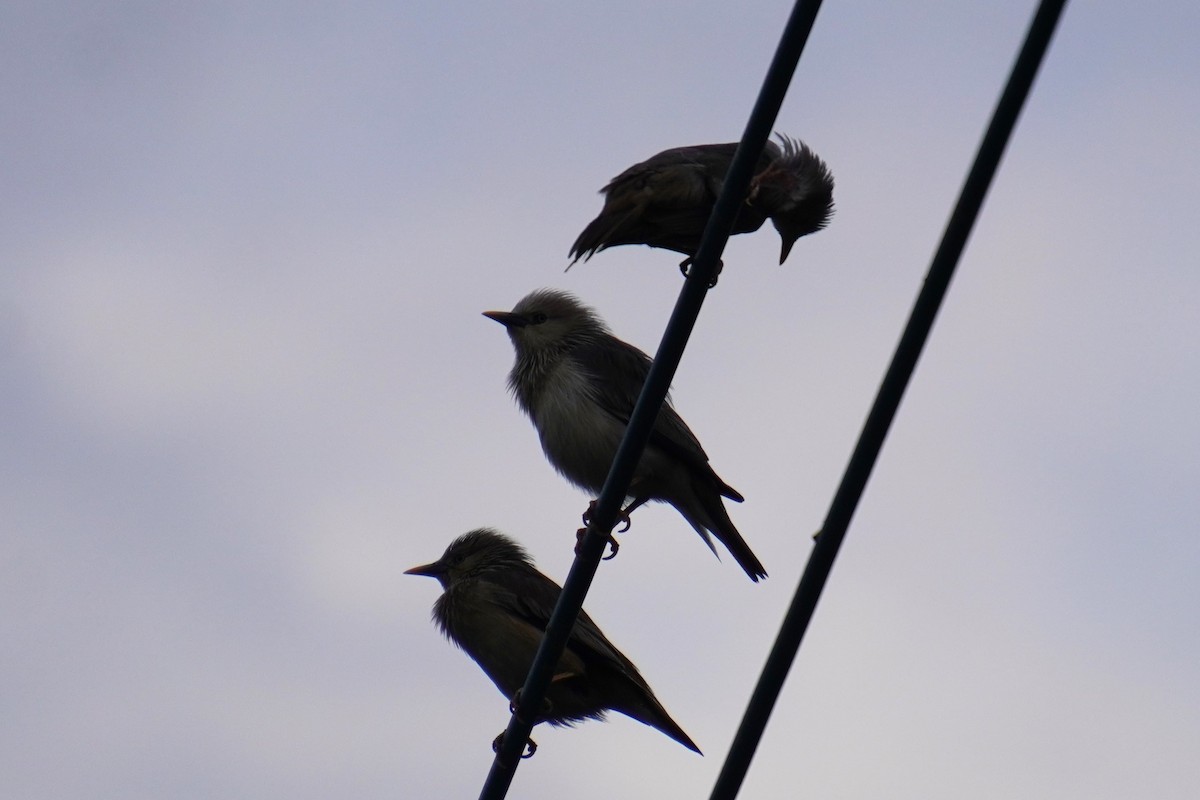 Chestnut-tailed Starling - 吳 致謙