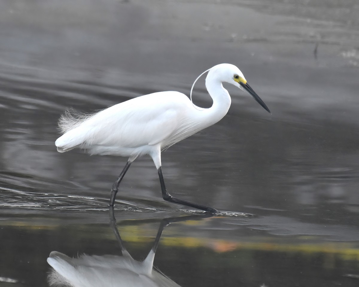 Little Egret - Frank Lin