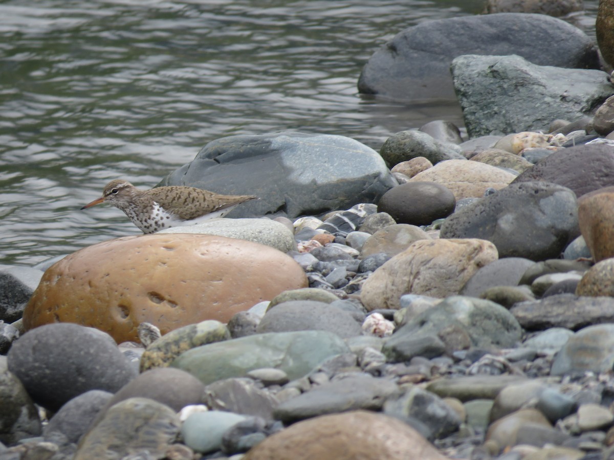 Spotted Sandpiper - Phil Wegener