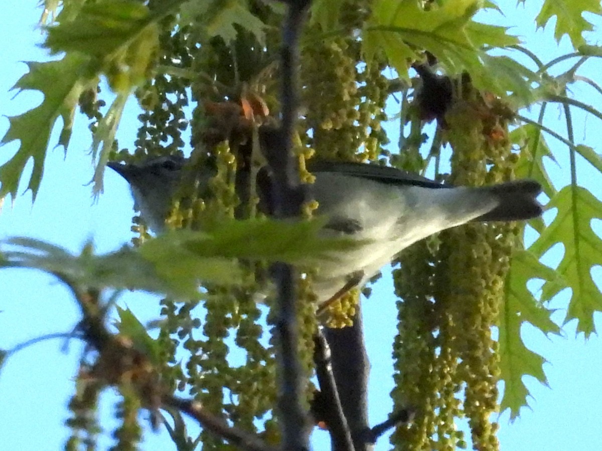 Tennessee Warbler - Randy Yuen