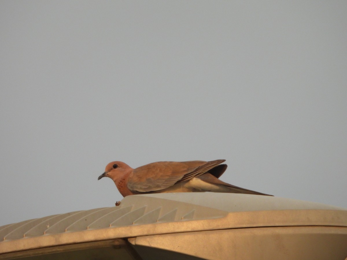 Laughing Dove - Prof Chandan Singh Dalawat