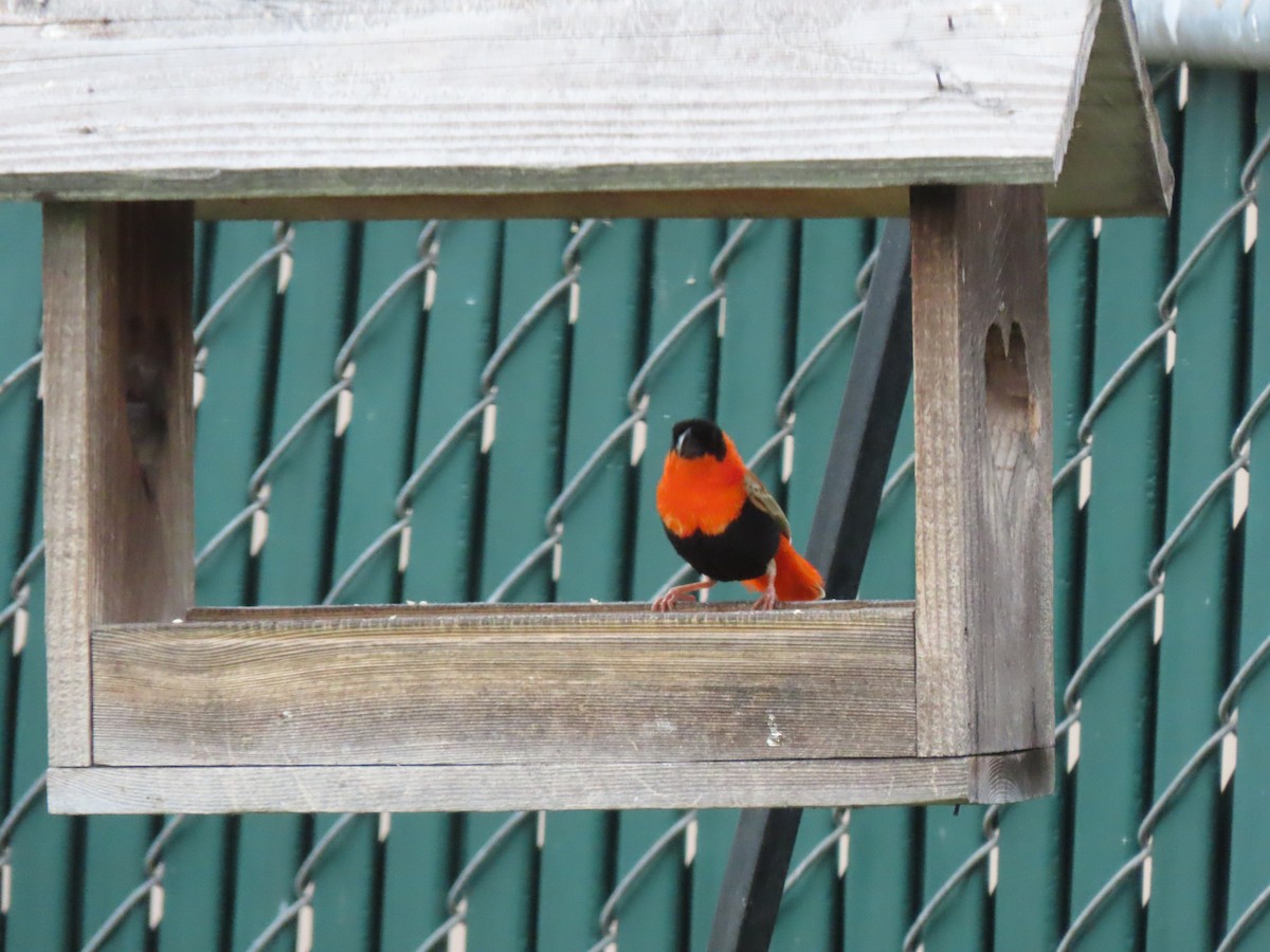 Northern Red Bishop - Edana Salisbury