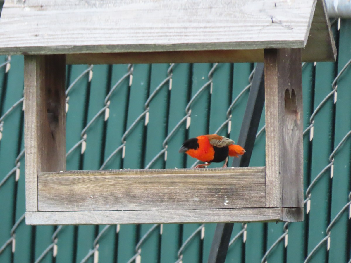 Northern Red Bishop - Edana Salisbury