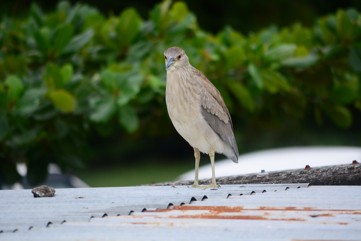 Black-crowned Night Heron - João Gava Just