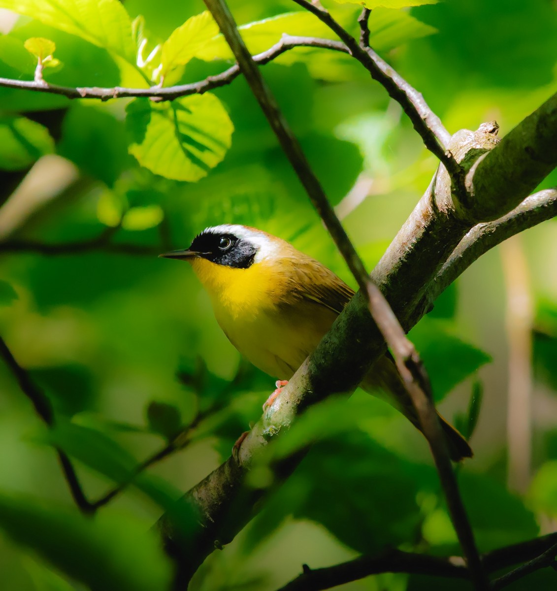 Common Yellowthroat - steve núñez