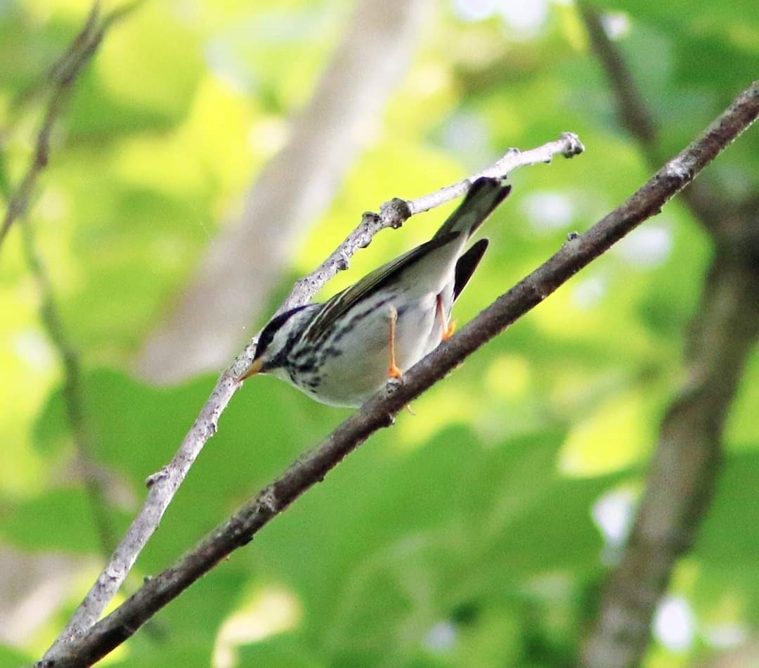 Blackpoll Warbler - Michael Boatwright