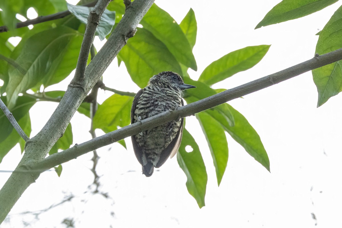 Lafresnaye's Piculet - ML619173613