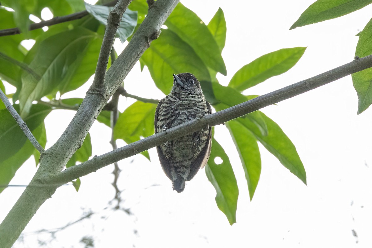 Lafresnaye's Piculet - ML619173614