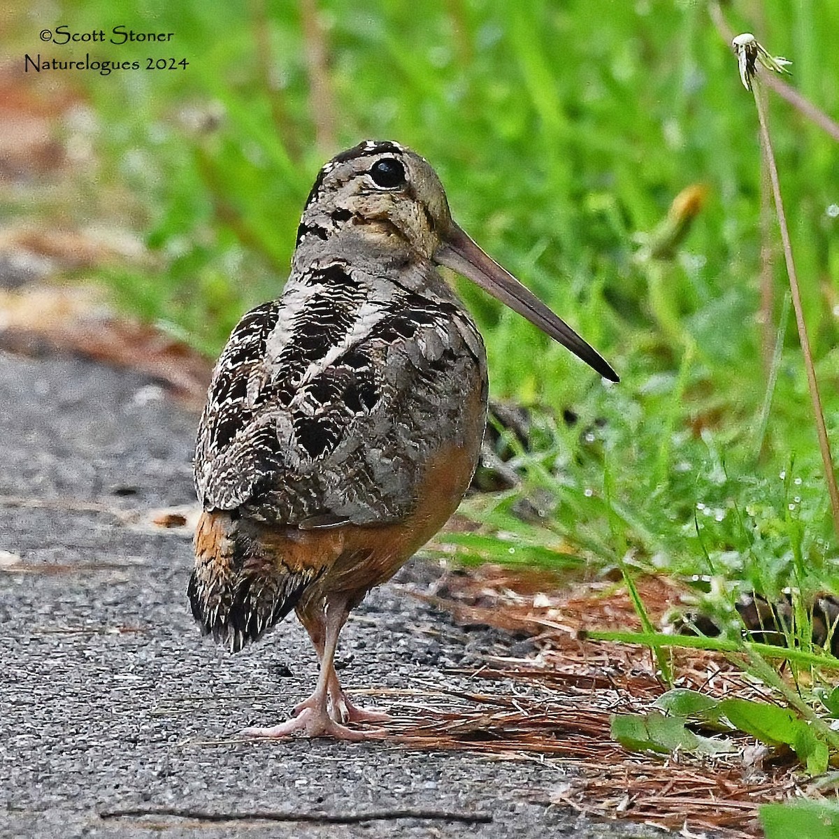 American Woodcock - Scott Stoner