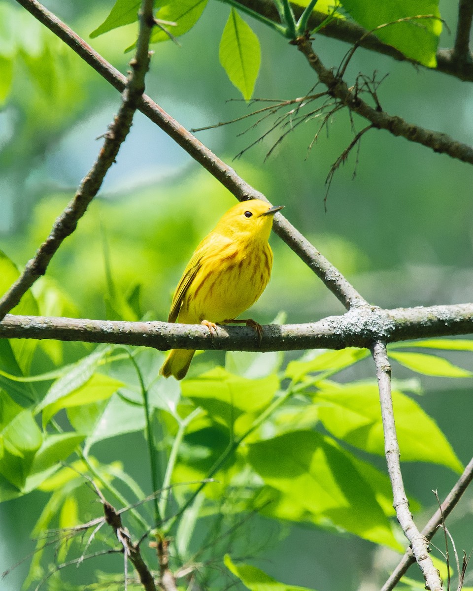 Yellow Warbler - steve núñez