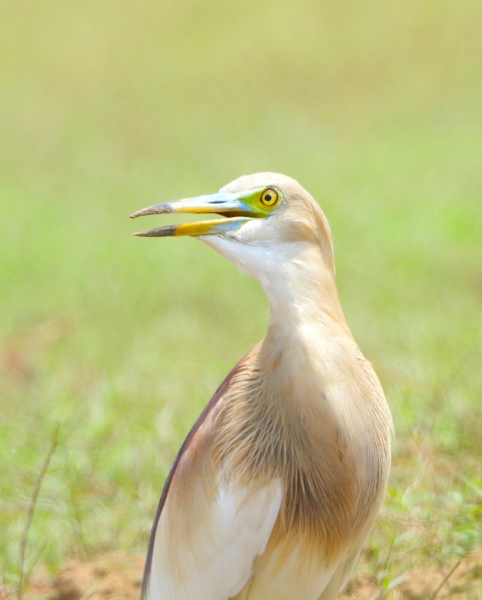 Indian Pond-Heron - ML619173640