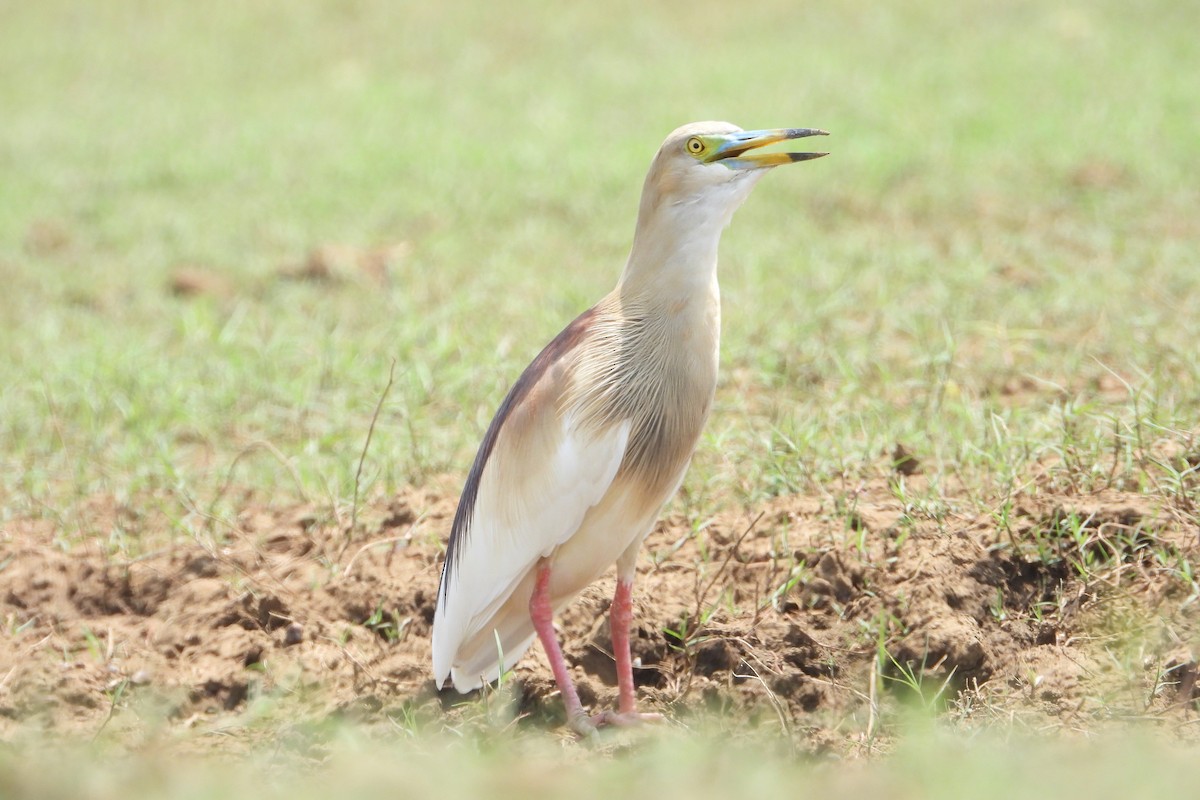 Indian Pond-Heron - Jageshwer verma
