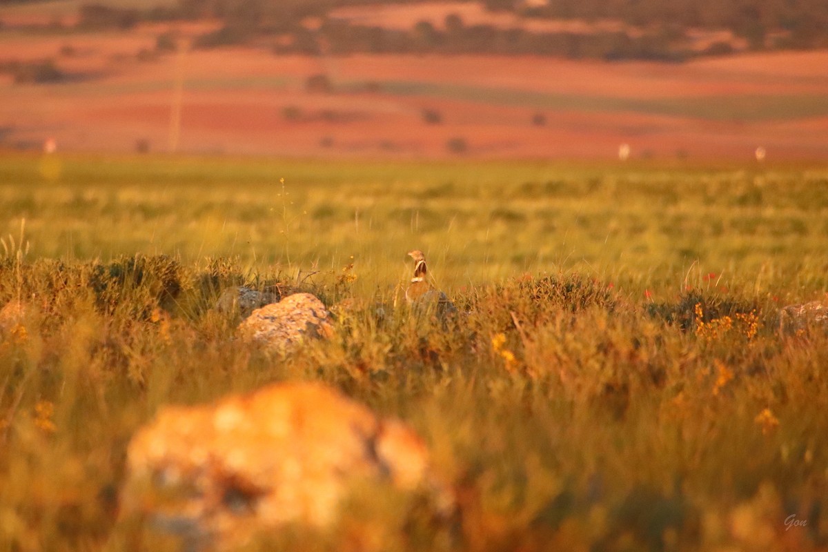 Little Bustard - Gonzalo Peña Sánchez