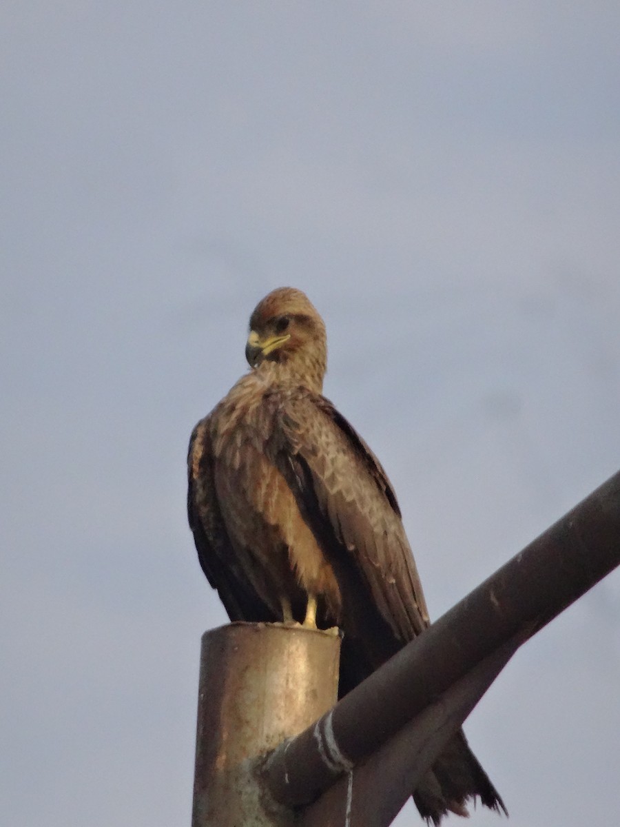 Black Kite - Anish Sankaran