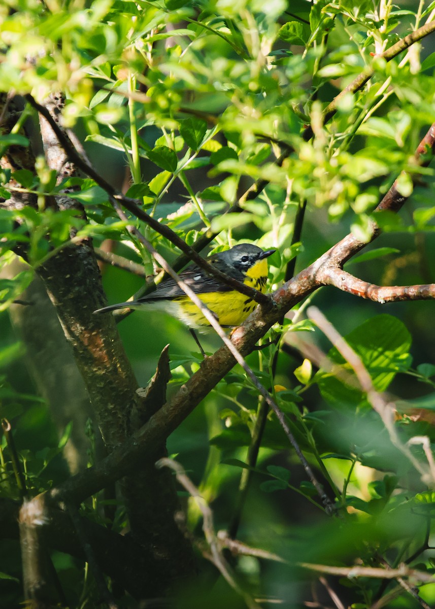Magnolia Warbler - steve núñez