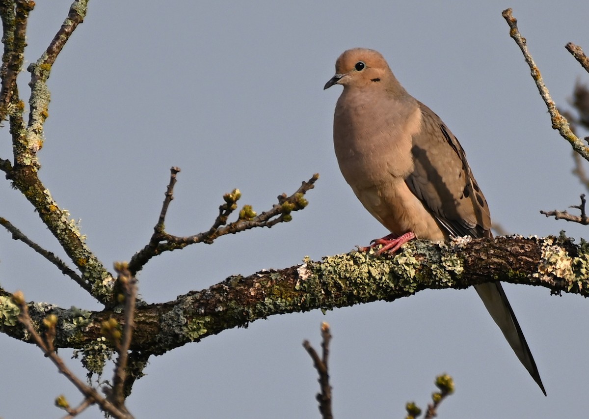 Mourning Dove - Damian Vraniak