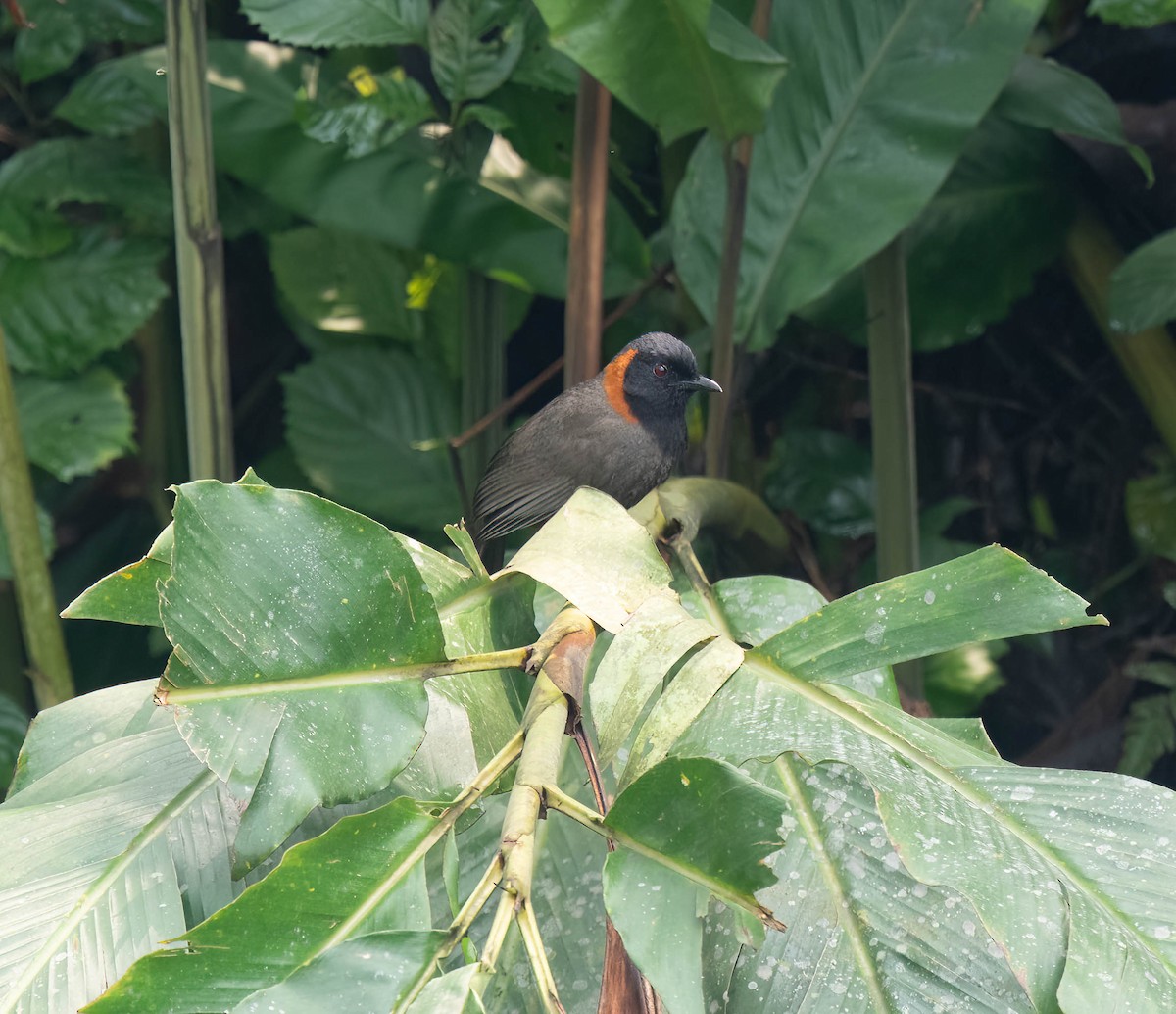 Rufous-necked Laughingthrush - ML619173692